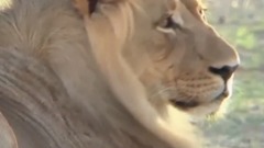 音乐短片 - MASSIVE CANADIAN WOLVES UP CLOSE -  Girl Anneka