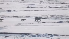 音乐短片 - World Wildlife Fund Celebrate wildlife like polar bears this season