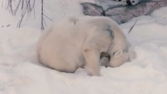 音乐短片 - Любовь — это когда полярные медведи впервые видят снег
