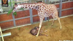 音乐短片 - Birth of a giraffe at the Dallas zoo apr