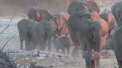 音乐短片 - Google Earth Hero Save The Elephants