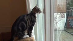 音乐短片 - Sparta Dating And Mating