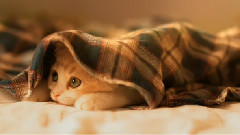 音乐短片 - 水流中的阳光