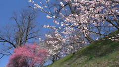 风景,音乐短片 - 日本长野县安昙野花开花落美景