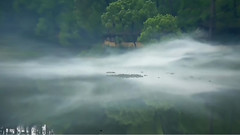 音乐短片 - 悠湖雾影