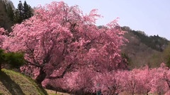 风景,音乐短片 - 日本信州北阿尔卑斯山残雪小川村之樱花