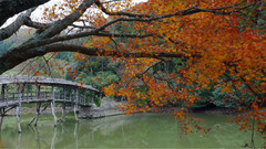 风景,音乐短片 - 日本爱媛县弓削神社太鼓桥