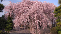 风景,音乐短片 - 日本典厩寺盛开的樱花