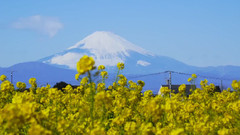 风景,音乐短片 - 日本富士山下的油菜花
