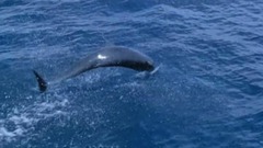 音乐短片 - 深 蓝