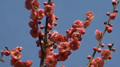 音乐短片 - 百花魁