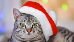 音乐短片 - 清凉歌