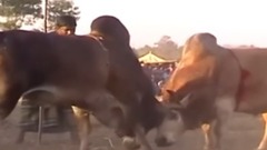 音乐短片 - Два быка бой