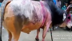 音乐短片 - Rajmoni Hatim Shingerkas Biswanath 2015