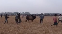 音乐短片 - Bull fight biswanath