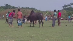 音乐短片 - Gram Banglar Bull Fight Challenge (Sharer Lorai)