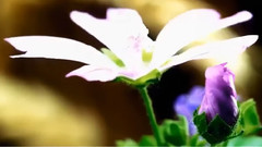 音乐短片 - 春よ,来い