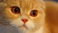 音乐短片 - 至少还有你