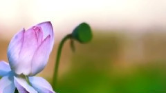 音乐短片 - 在那东山顶上