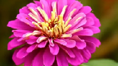 音乐短片 - 竹林情缘