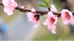 音乐短片 - 等你等了那么久