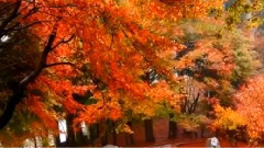 音乐短片 - 晚秋