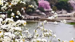 音乐短片 - 春天的故事