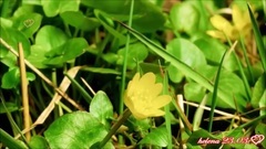 New - The Beauty Of Spring