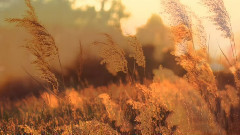 音乐短片 - 爱的纪念