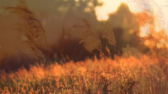 音乐短片 - 爱的誓言