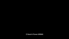 AKB48,乃木坂46,欅坂46 - 长夜漫漫少女舞动吧 加藤x潮x久美