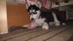 音乐短片 - Как Радуются ХАСКИ