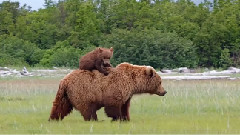 音乐短片 - 春风中的脚步