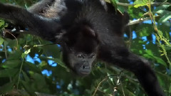 音乐短片 - 春念