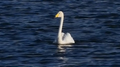 音乐短片 - 巴音布鲁克的天境之灵