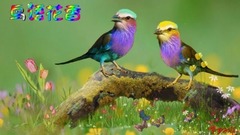 音乐短片 - 鸟语花香