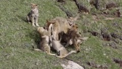 音乐短片 - 邻居