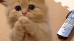 搞笑音乐,音乐短片,萌宠 - 29个小萌猫集锦