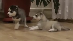 音乐短片 - Щенки хаски и мама