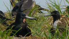 音乐短片 - 蟹岛奇崖
