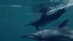 音乐短片 - 生命的敬畏