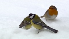 音乐短片 - 春之韵