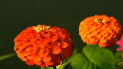 音乐短片 - 东篱秋色