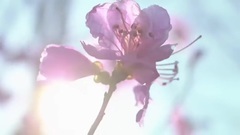 韩国群星 - Spring Bear