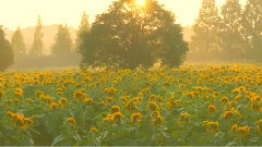 音乐短片 - 农场盛开的向日葵
