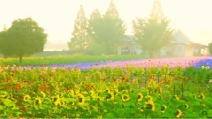 音乐短片 - 陪我走过四季的春风