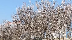 音乐短片 - 惹火的爱