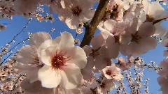 音乐短片 - 伤春赋