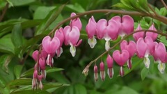 音乐短片 - 春雨润牡丹