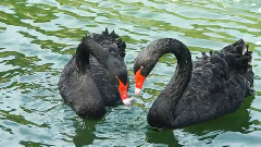 音乐短片 - 西湖春